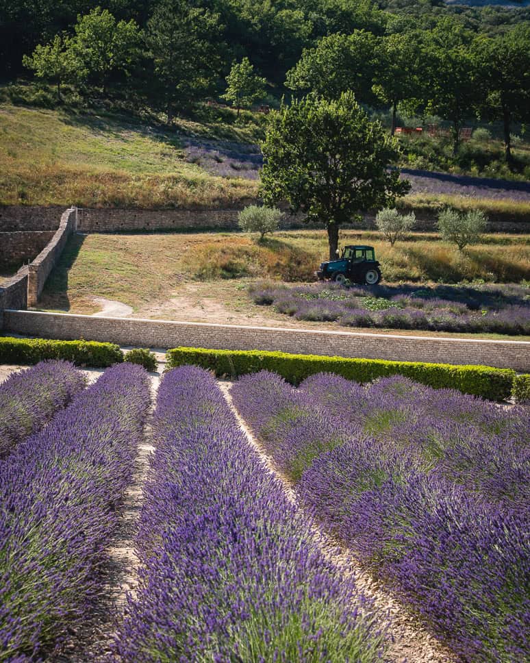 Bezienswaardigheden Provence Lavendelvelden