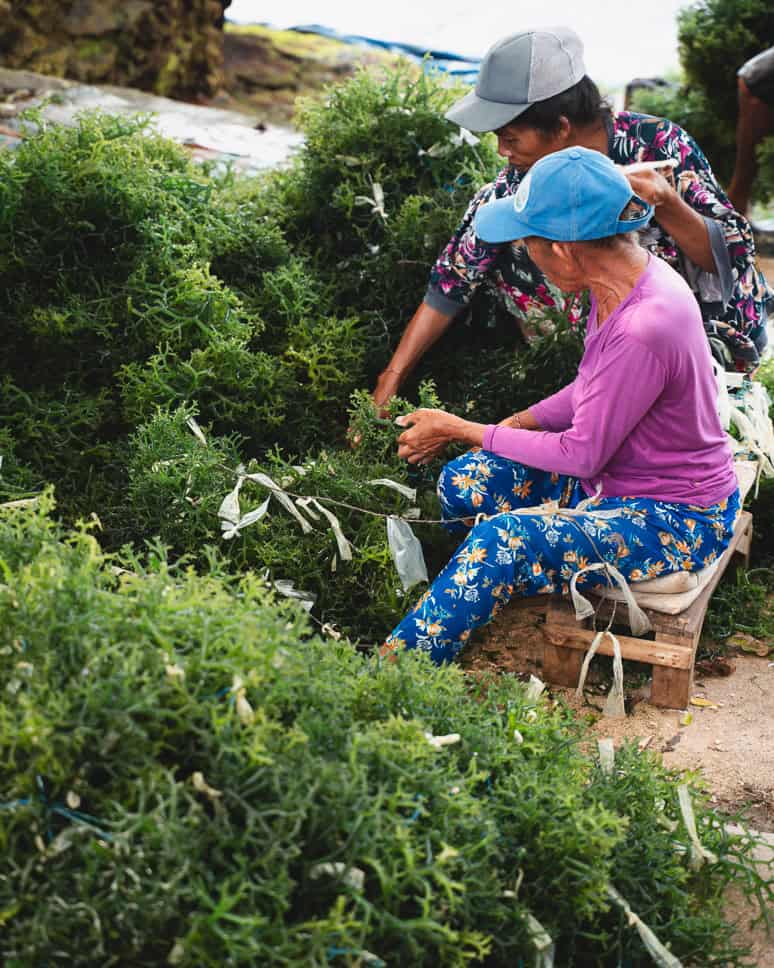 Nusa Lembongan Ceningan Zeewier wat Te doen bezienswaardigheid 