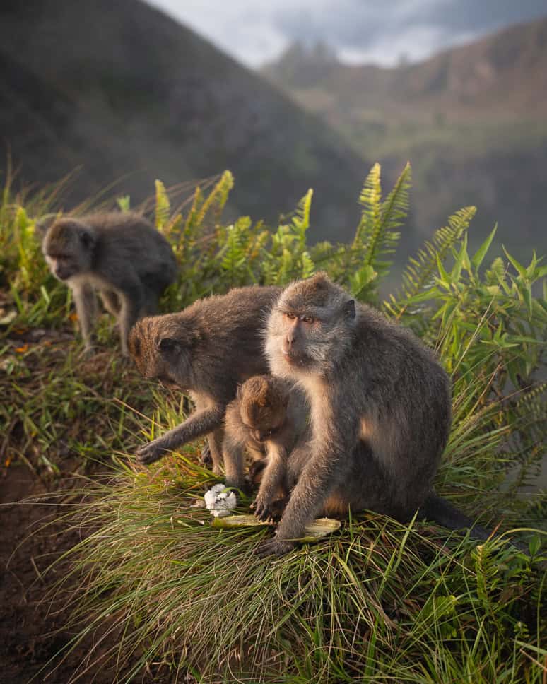 Monkeys Top Mount Batur Caldera Bali