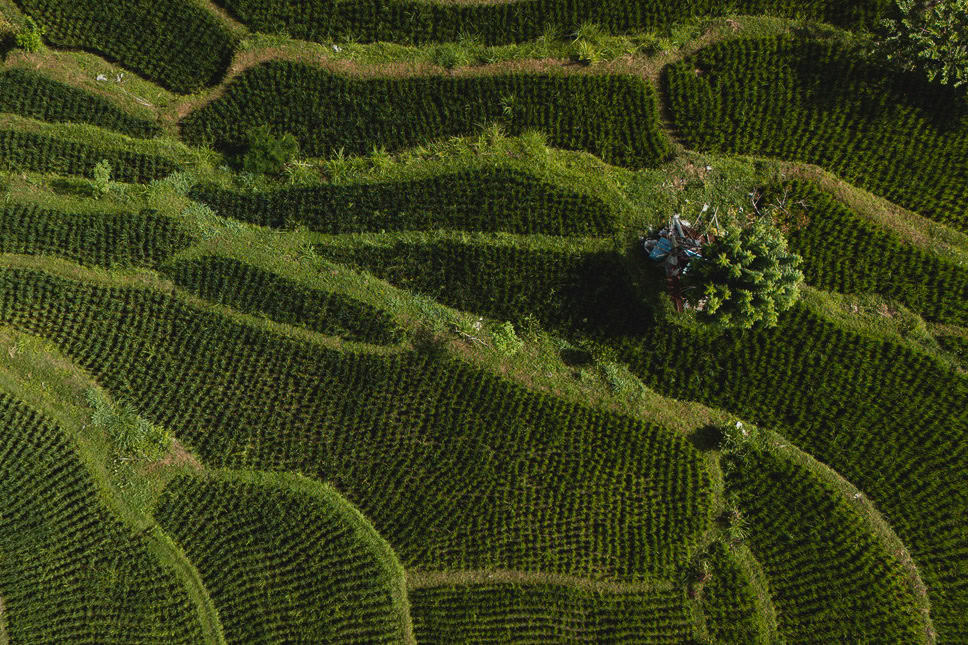 Bali What to do in Sidemen rice fields 