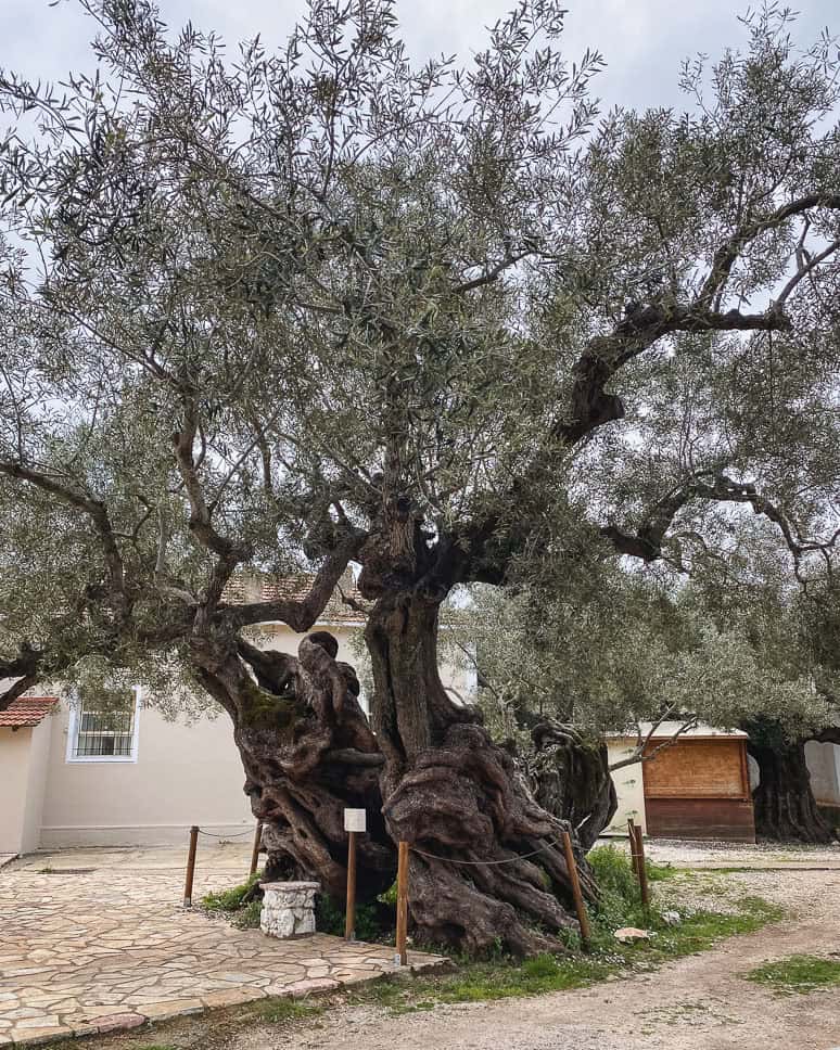 the oldest olive tree Zakynthos