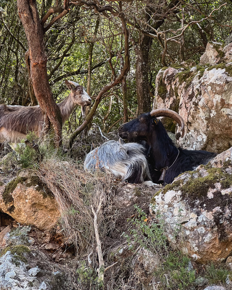 Geiten langs de weg in de bergen iin Corsica