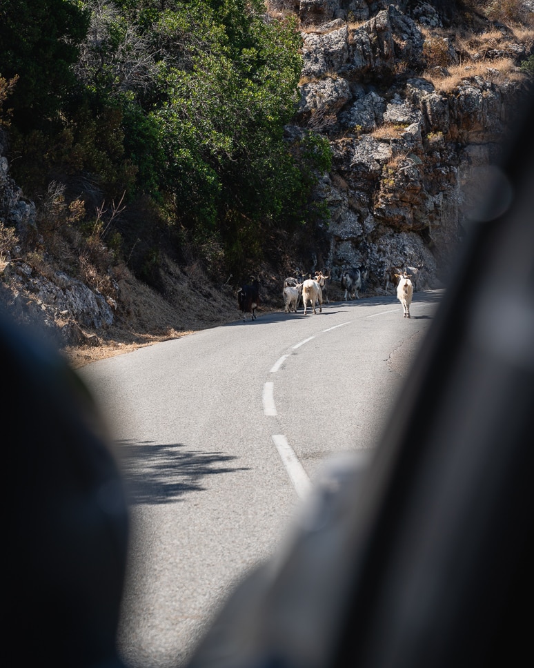 Geiten op de weg tijdens het rijden in Corsica