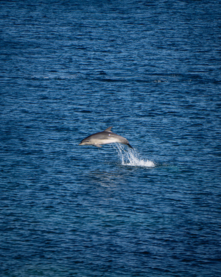 Dolphin near Pointe de la Barata in Corsica