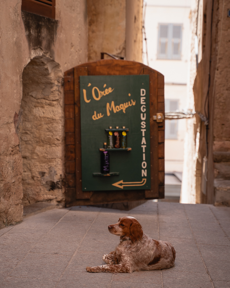 Dog resting in the citadel of the old town of Bonifacio at 'Orée du Maquis'